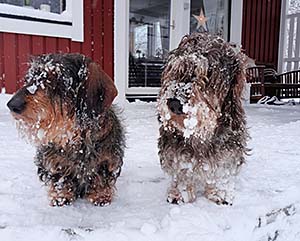 Snölurviga damer
