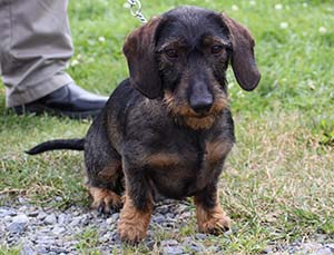 Caruso död