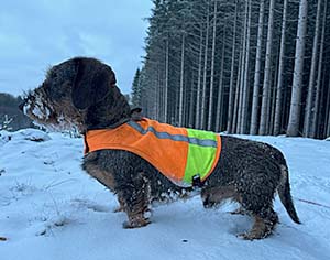 Rufus spanar räv