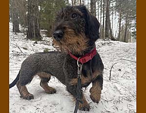 Raja i Flen