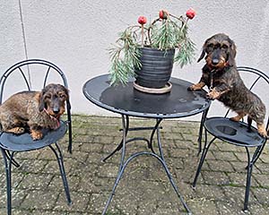 Internationella tikdagen