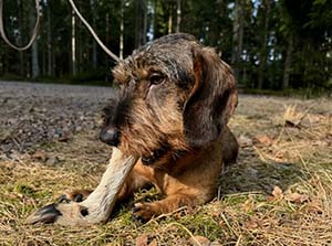 Rufus spårchampion