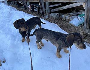 Snöig påsk i norr