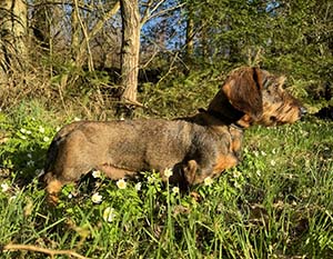 Rufus tog femte raka