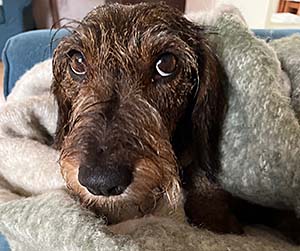 Taxens blick