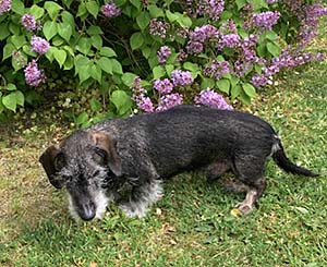 Dennis död