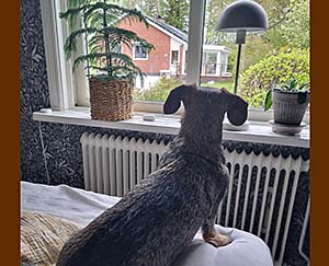 Fönsterspaning pågår