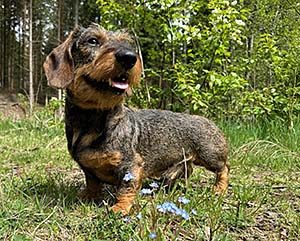 Rufus till SM