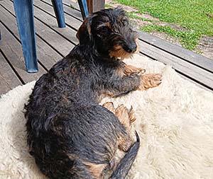 Mysigt på verandan