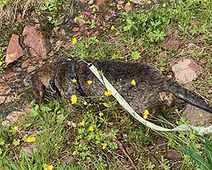 En slurk i bäcken