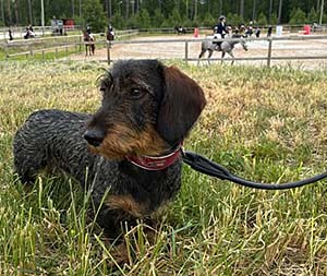 Raja på hästtävling