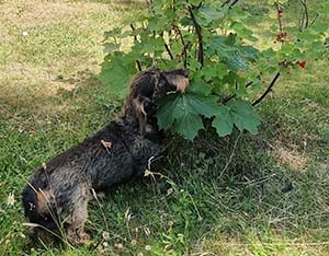 Dags för vinbär