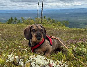Uppladdning i fjällen