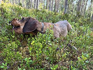 Blåbär som uppladdning