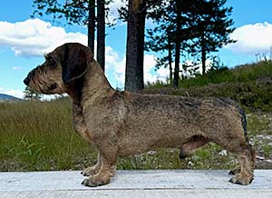 Raskt marscherat