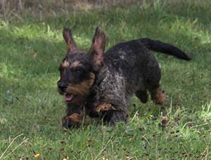 Quassie i full rulle