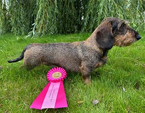Rufus i ringen igen