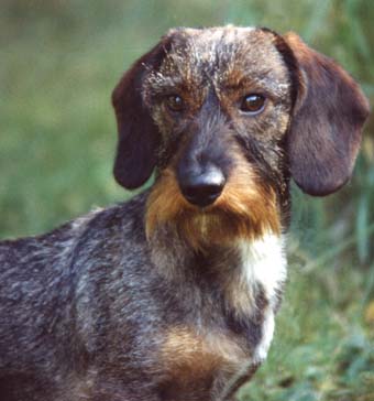 Zelmaas Bore "Linus"