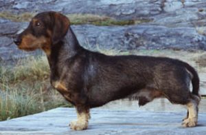 SUvCh Zelmaas Camillo