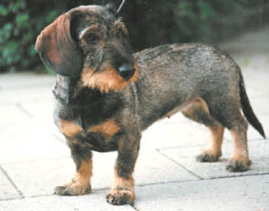 Zelmaas Golda