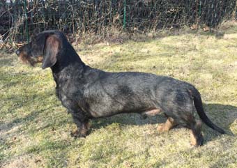 Zelmaas Igor, 2 år.