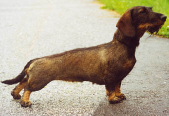Zelmaas Irja