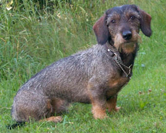 Zelmaas Munter