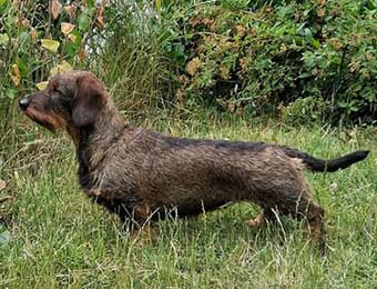 SEUvCh SEVCh Zelmaas Qnata, 2½ år.