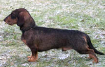 SU(d)Ch SJ(d)Ch Rihagen's Buster