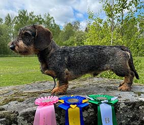 Rufus blev BIM, 10 månader gammal.