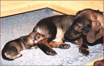 Sixten – en förtrollande hund