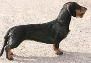 Zelmaas Tarja, 3 år