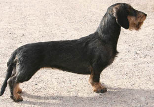 Zelmaas Tarja, 3 år