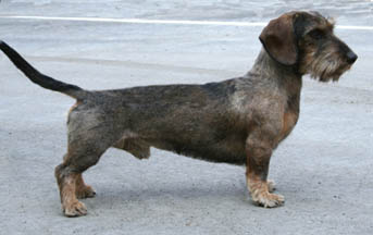 SVCh SJdCh Zelmaas Winston