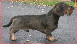 SUvCh Zelmaas Herman