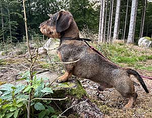 På spaning i skogen