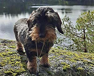 Hälsning från Piccola