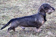 SEVCh SEUvCh Bellemira's Carl