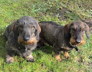 Hemmahundar
