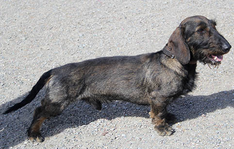 Zelmaas Lurifax, 4 år.