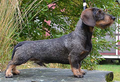 Zelmaas Nakota, 2½ år. Foto: Helena Knez