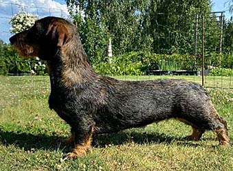 SEVCh Zelmaas Ossie, 11 mån.