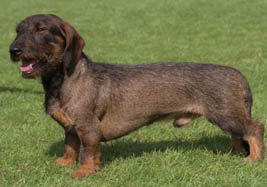 SUdCh NUdCh SJdCh Rihagen's Max