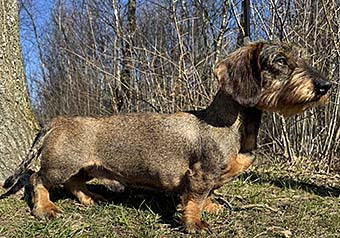 Zelmaas Rufus.