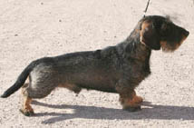 Zelmaas Urax